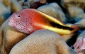 Freckled Hawkfish - No Description Given to Image