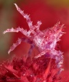 mimicks its soft coral - No Description Given to Image