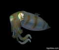 Night dive with aliens. - No Description Given to Image