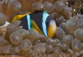 5946_Amphiprion_Allardi_Allard_s_Anemone.jpg