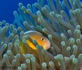 5972_amphiprion_akallopisos_Skunk.jpg