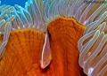 5995_amphiprion_akallopisos_Skunk_Anemone.jpg