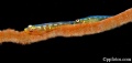 6005_Bryaninops_yongei_Wire_Coral_Goby.jpg