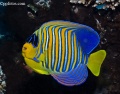 6034_pygoplites_diacanthus_Royal_angelfish.jpg