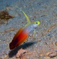 6107_Nemateleotris_magnifica_Red_Fire_Goby.jpg