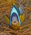 6182_Amphiprion_Allardi_Allard_s_Anemone.jpg