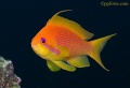 6237_Pseudanthias_squamipinnis_Jewel_Fairy_Basslet.jpg