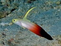 6311_Nemateleotris_magnifica_Red_Fire_Goby.jpg