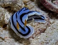 6341_Chromodoris_boucheti.jpg