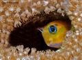 6349_Ecsenius_midas_Midas_Blenny.jpg