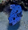 6377_Black_Spotted_Puffer_Arothron_Nigropunctatus.jpg