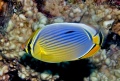 6383_chaetodon_trifasciatus_Rip_butterflyfish.jpg