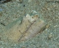 6438_Crocodile_Snake_Eel.jpg