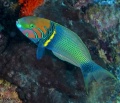 6470_thalassoma_hebraicum_gold_bar_wrasse.jpg