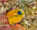 6543_Ecsenius_midas_Midas_Blenny.jpg