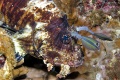 6548_Juvie_Indian_Lionfish.jpg