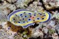 6579_Chromodoris_Geminus.jpg