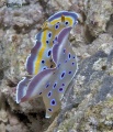 6581_Chromodoris_Geminus.jpg