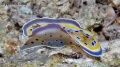 6582_Chromodoris_Geminus.jpg