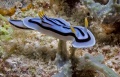 6602_Chromodoris_boucheti.jpg