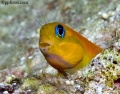 6610_Ecsenius_midas_Midas_Blenny.jpg