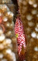 6626_trapezia_rufopunctata_Red_spotted_Coral_Crab.jpg