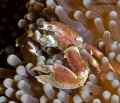 6632_neopetrolisthes_maculatus_anemone_crab.jpg