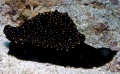 6709_Ovulid_Ovula_Ovum_False_Cowry.jpg