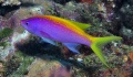 6757_Pseudanthias_evansi_yellowtail_fairy_basslet.jpg