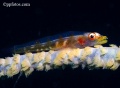 6770_Bryaninops_yongei_Wire_Coral_Goby.jpg