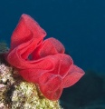 6805_Hexabranchus_sanguines_Eggs_Spanish_dancer.jpg