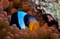 6808_Amphiprion_Allardi_Allard_s_Anemone.jpg