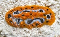 6901_Phyllidia_Ocellata.jpg