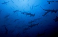 schools of hammerheads - Alcyone dive site, 90ft ata, pretty impressive it was.