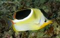 chaetodon_ephillium_saddled_butterfly_fsih_2647.jpg