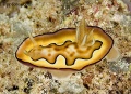 chromodoris_coi_1876.jpg