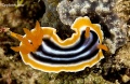 chromodoris_quadricolor_1139.jpg