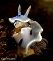 chromodoris_willani_2425.jpg