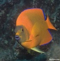 Clarion Angelfish