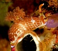 nembrotha_rutilans_2450.jpg