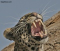 Leopards of Samburu National Park contains: 20 photos