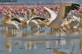 Lake Nakuru National Park contains: 24 photos
