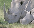 Lake Nakuru, with its White Rhinos contains: 10 photos