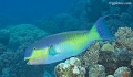 Triggerfish, Tangs, Parrotfish contains: 8 photos