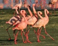 Lake Nakuru Flamingos contains: 17 photos