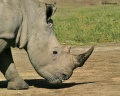 Lake Nakuru, with its White Rhinos contains: 10 photos