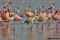 Lake Nakuru Flamingos contains: 17 photos