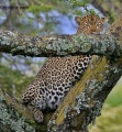 Lake Nakuru National Park contains: 24 photos