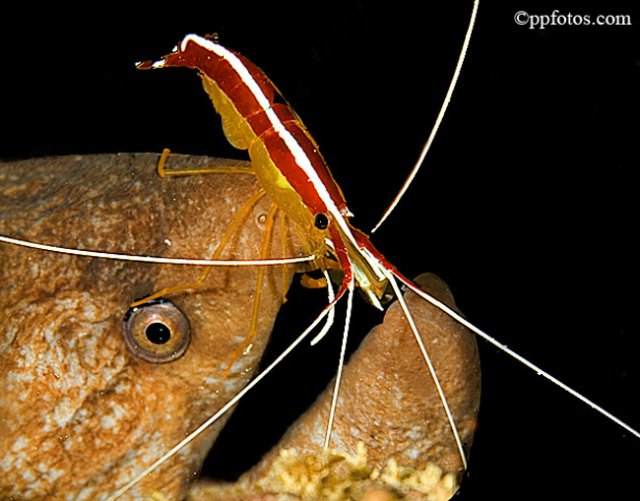 moray eel playing host for the cleaner shrimp. 
Shrimp gets to eat, eels gets groomed title=