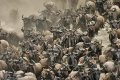 Wildebeest Crossing the Mara River contains: 37 photos